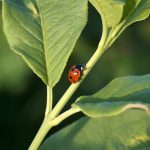 ladybird - an important beneficial insect © Ingrid_Tributsch